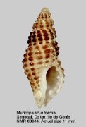 Muricopsis fusiformis